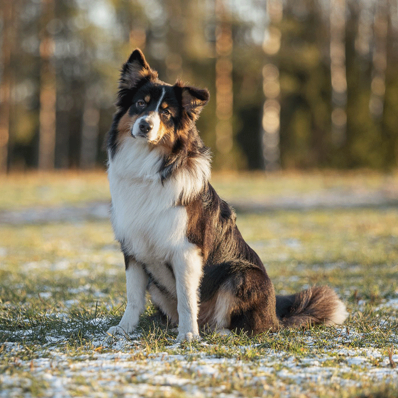 Röntgen – Etelä-Pohjanmaan eläinklinikka.